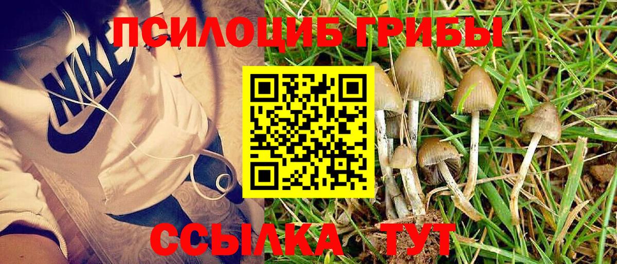Галлюциногенные грибы Cubensis Свободный